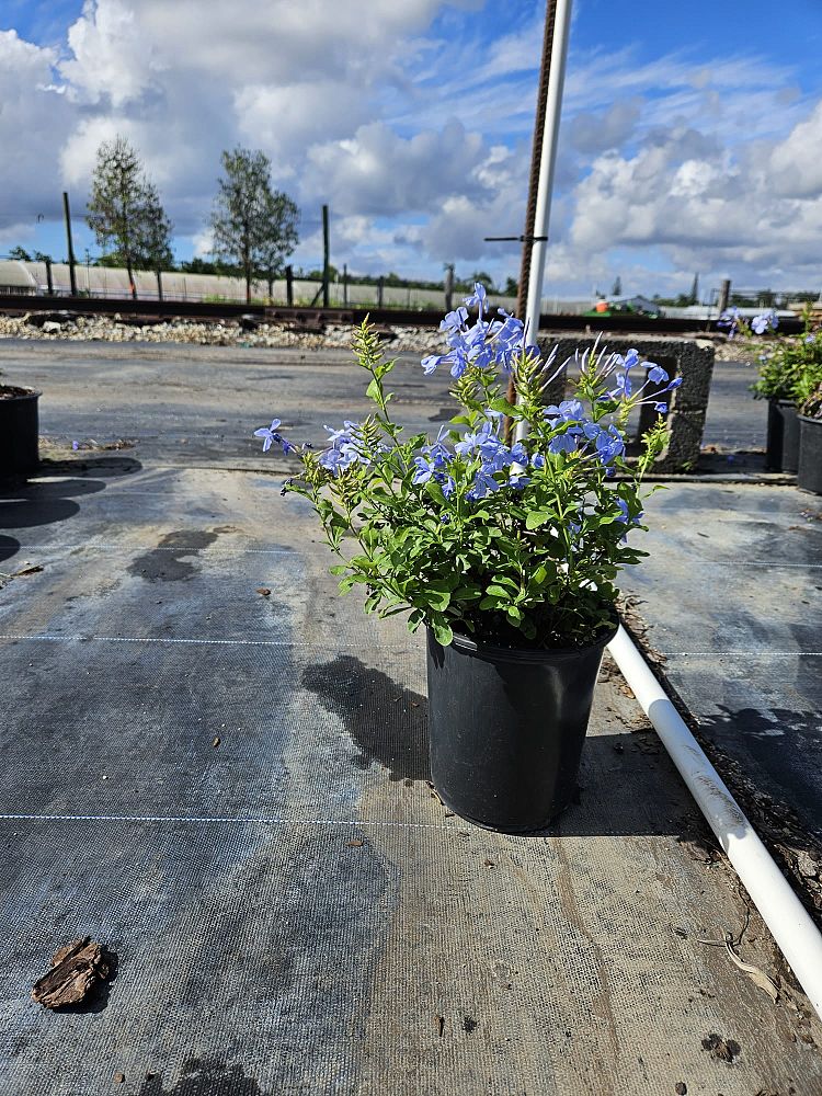plumbago-auriculata-leadwort