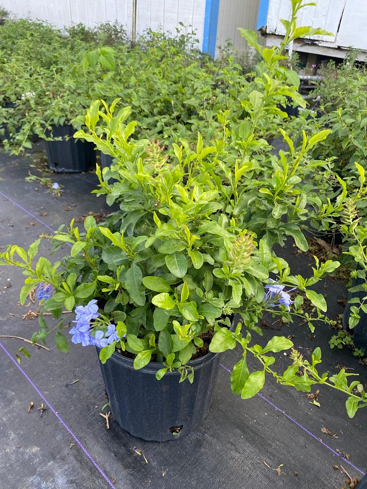 plumbago-auriculata-leadwort