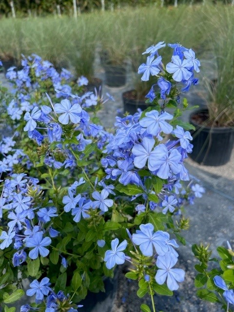 plumbago-auriculata-leadwort