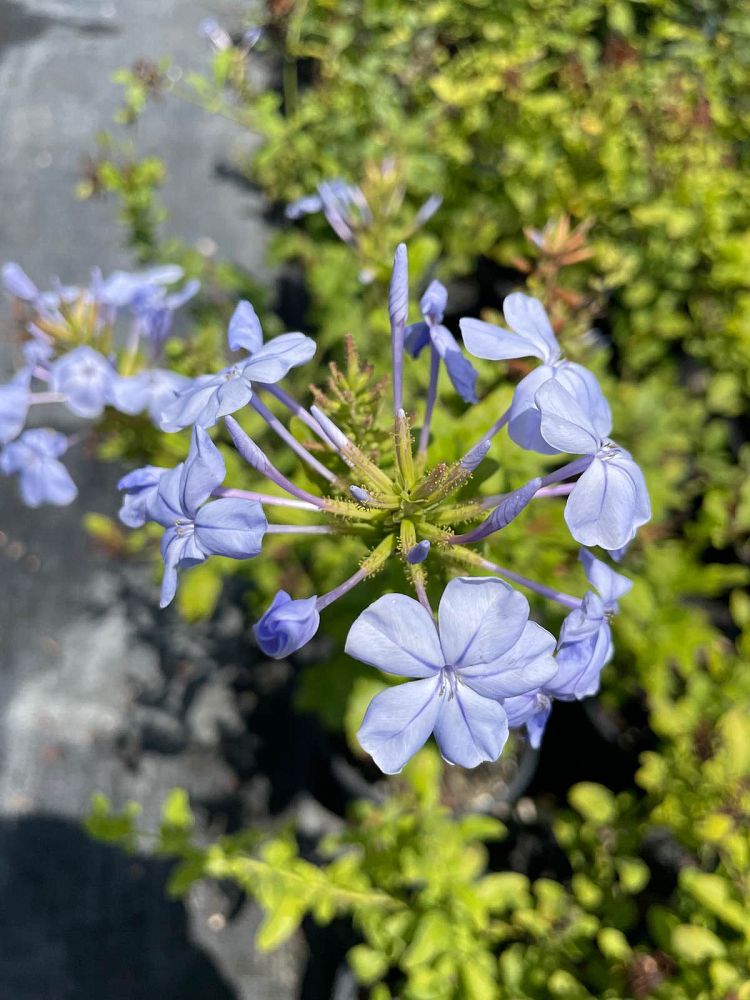 plumbago-auriculata-leadwort
