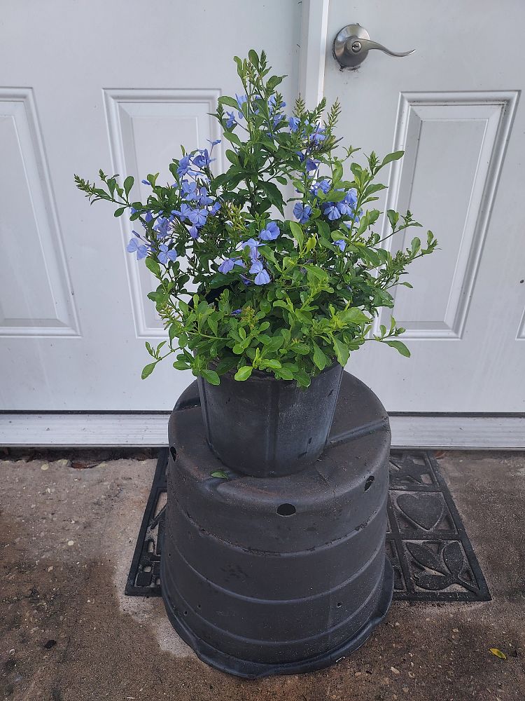 plumbago-auriculata-leadwort
