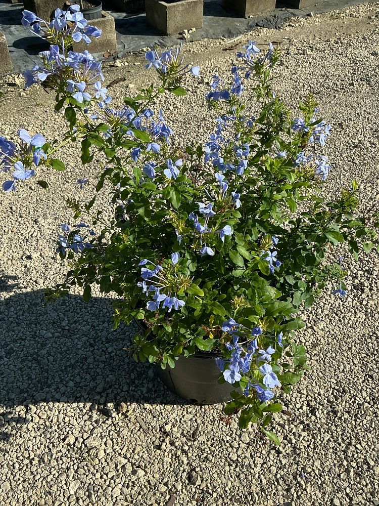 plumbago-auriculata-leadwort