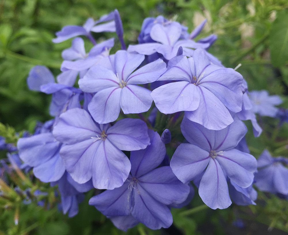 plumbago-auriculata-monott-cape-leadwort-dark-plue