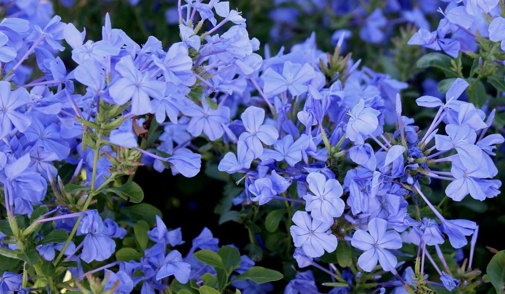 plumbago-auriculata-monott-cape-leadwort-dark-plue