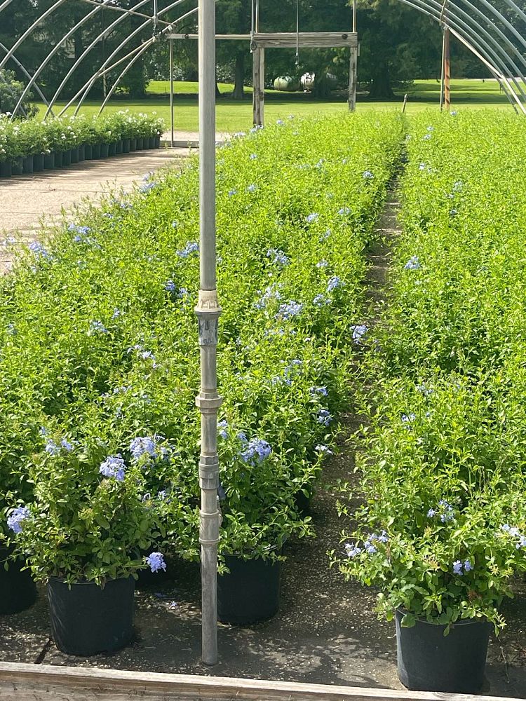 plumbago-auriculata-monott-cape-leadwort-dark-plue
