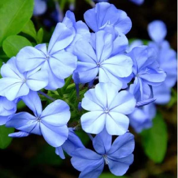 plumbago-auriculata-monott-cape-leadwort-dark-plue