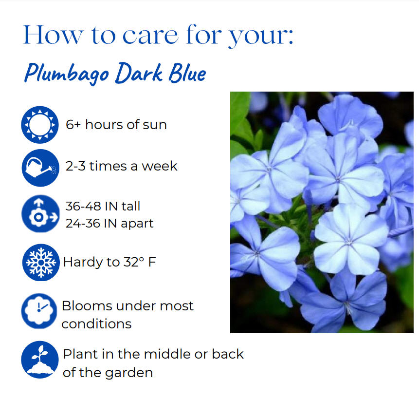 plumbago-auriculata-monott-cape-leadwort-dark-plue