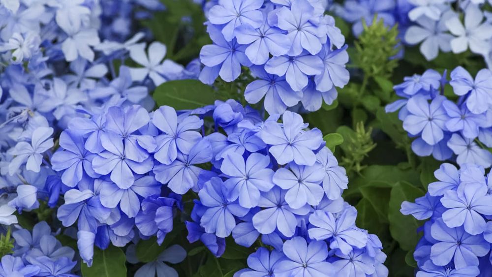 plumbago-auriculata-monott-cape-leadwort-dark-plue