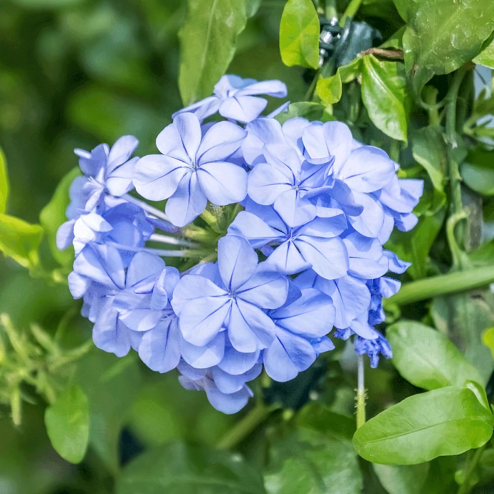 plumbago-auriculata-monott-cape-leadwort-dark-plue