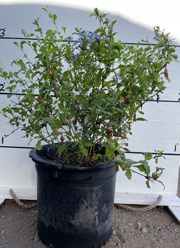 plumbago-capensis