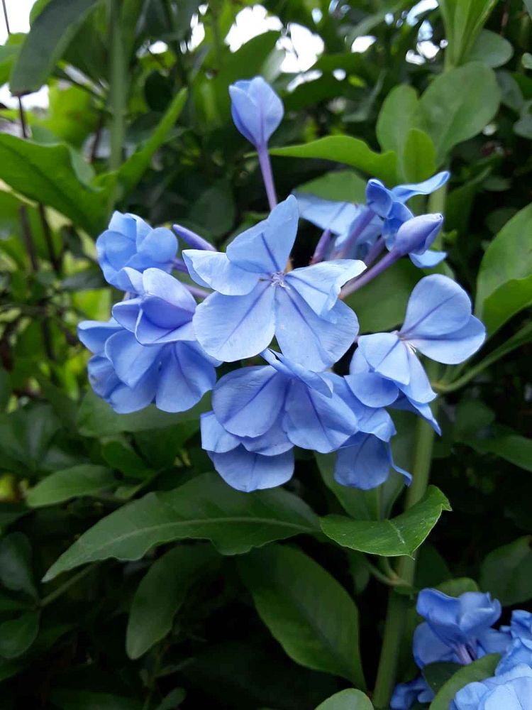 plumbago-leadwort