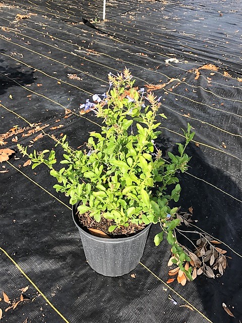 plumbago-leadwort