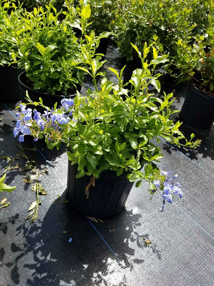 plumbago-leadwort