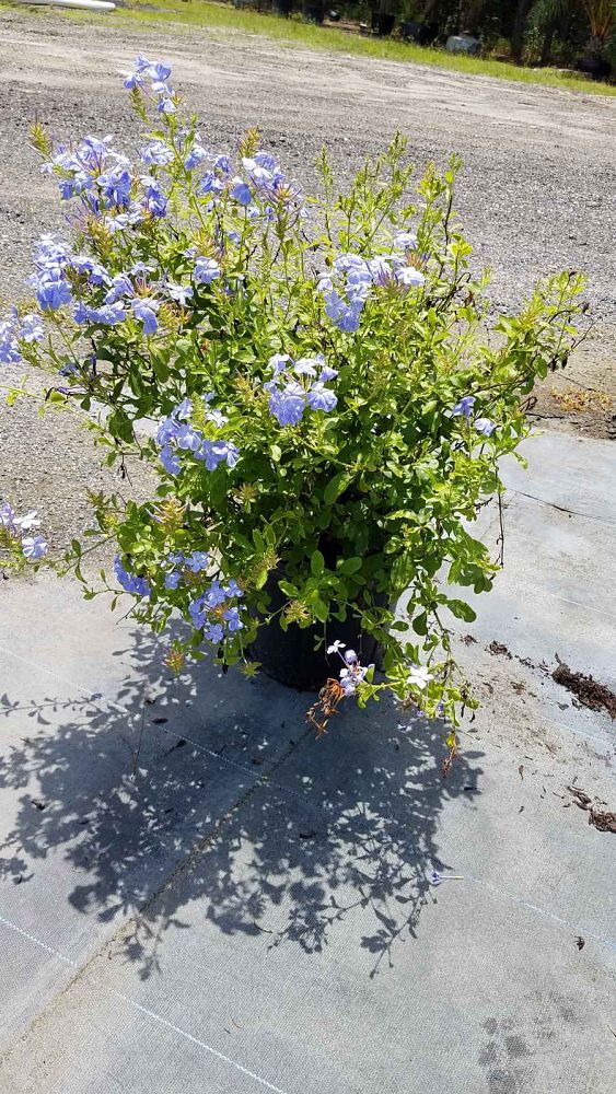 plumbago-leadwort