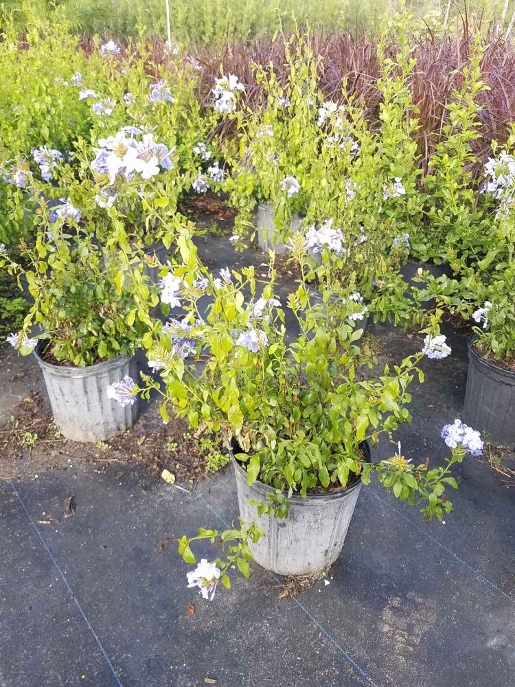 plumbago-leadwort