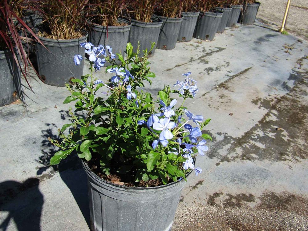 plumbago-leadwort