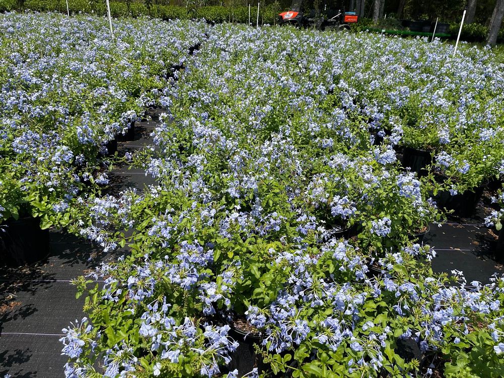 plumbago-leadwort