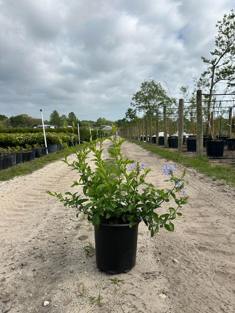 plumbago-leadwort