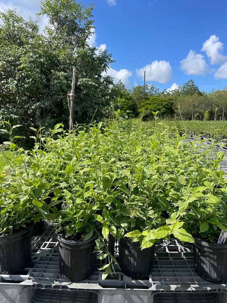 plumbago-scandens-florida-native-plumbago-devil-s-herb