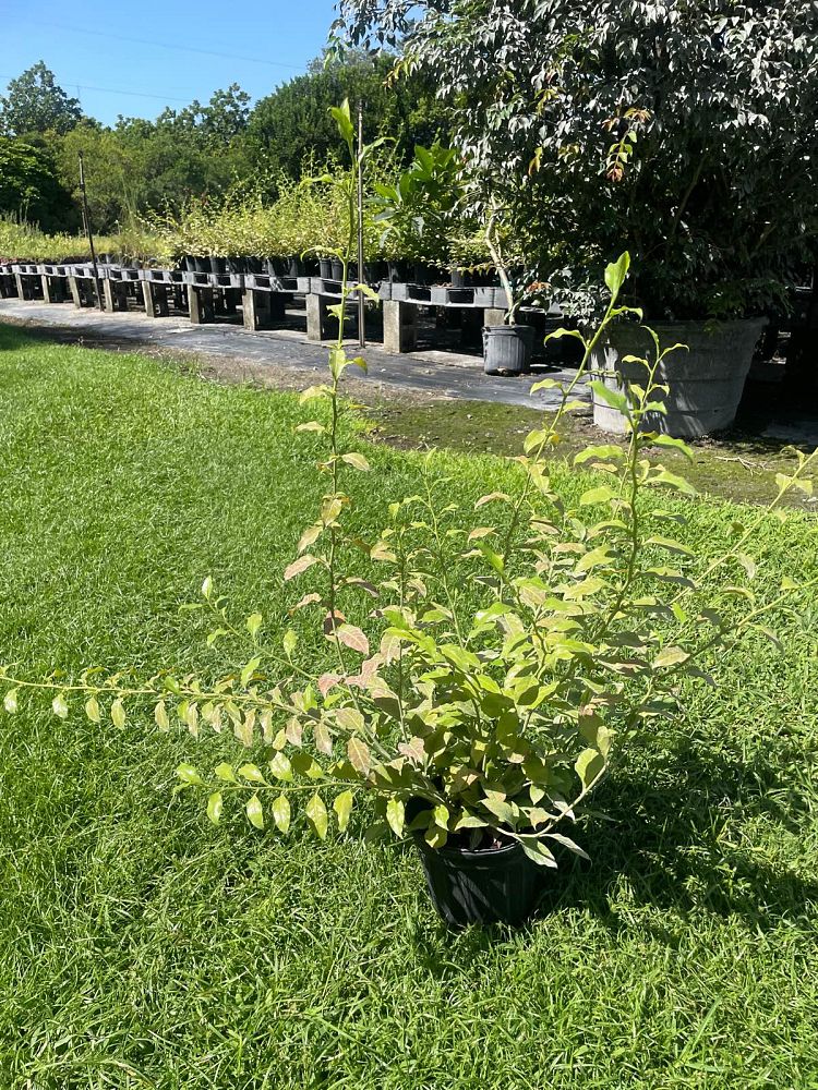 plumbago-scandens-florida-native-plumbago-devil-s-herb