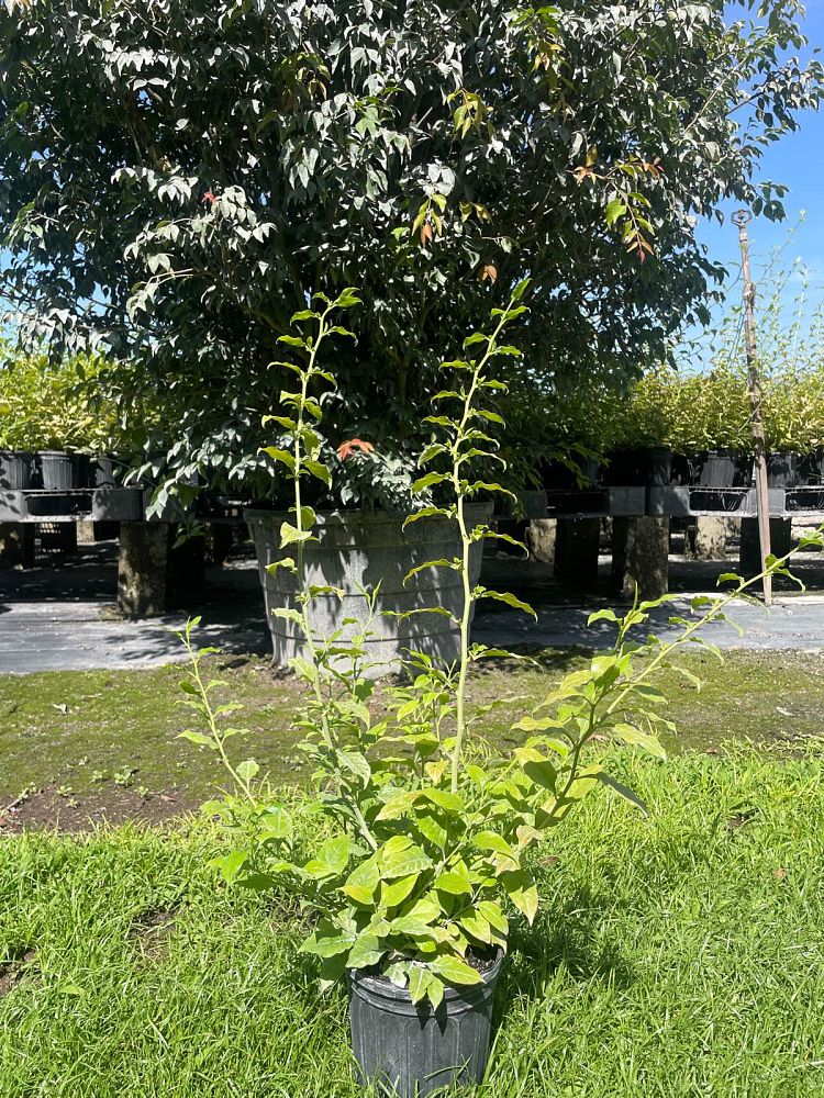plumbago-scandens-florida-native-plumbago-devil-s-herb