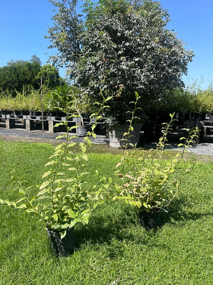 plumbago-scandens-florida-native-plumbago-devil-s-herb
