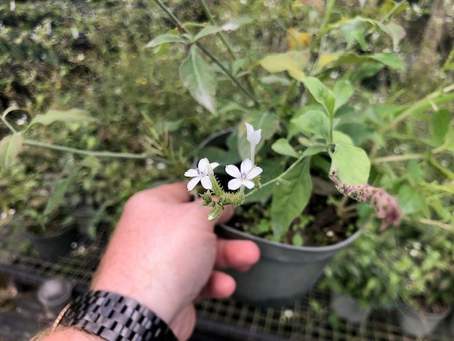 plumbago-zeylanica