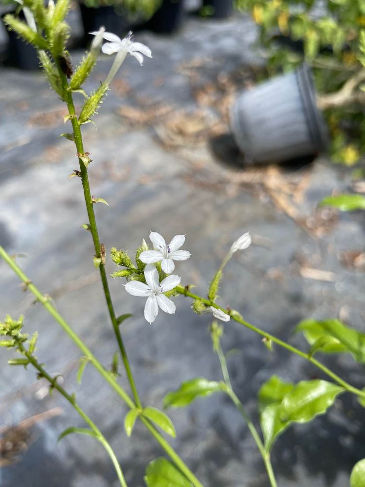 plumbago-zeylanica