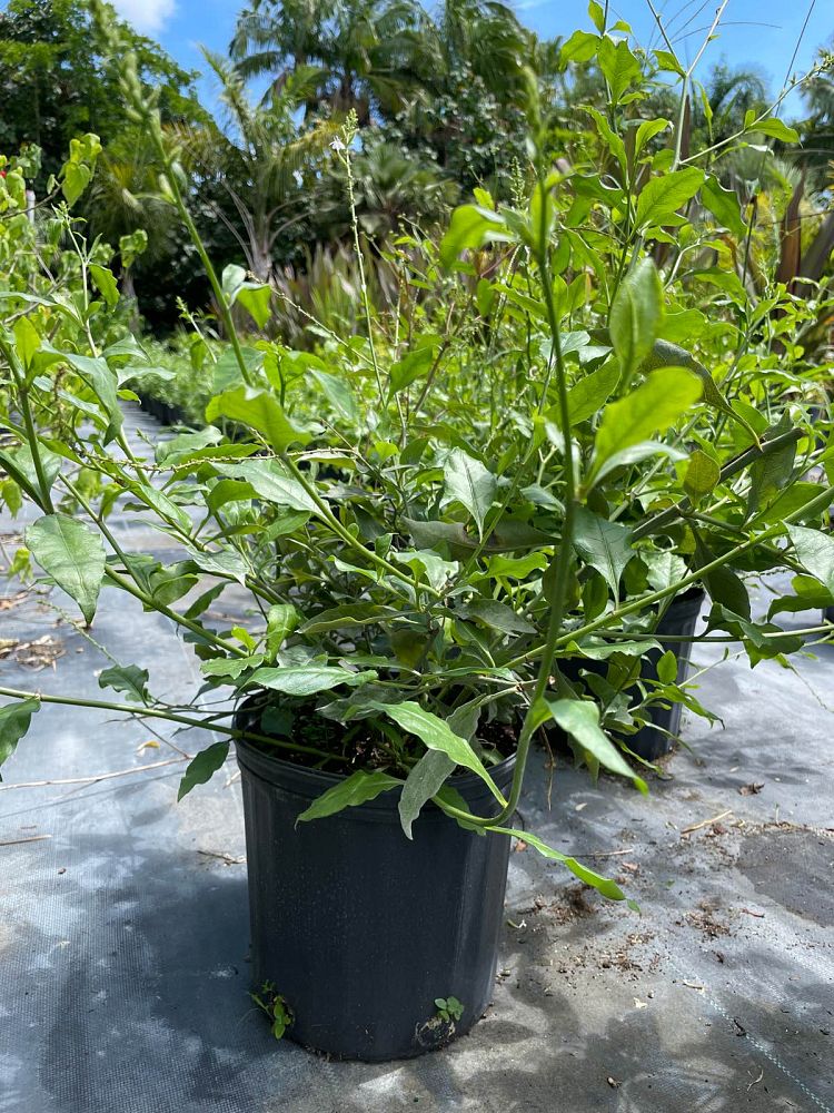 plumbago-zeylanica