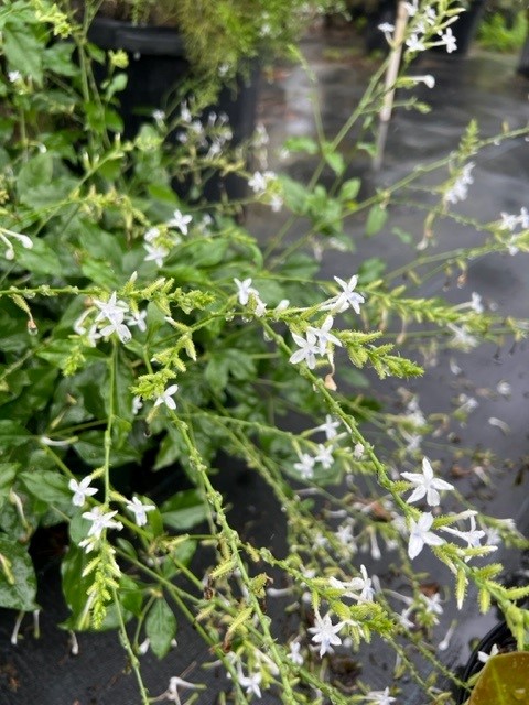 plumbago-zeylanica