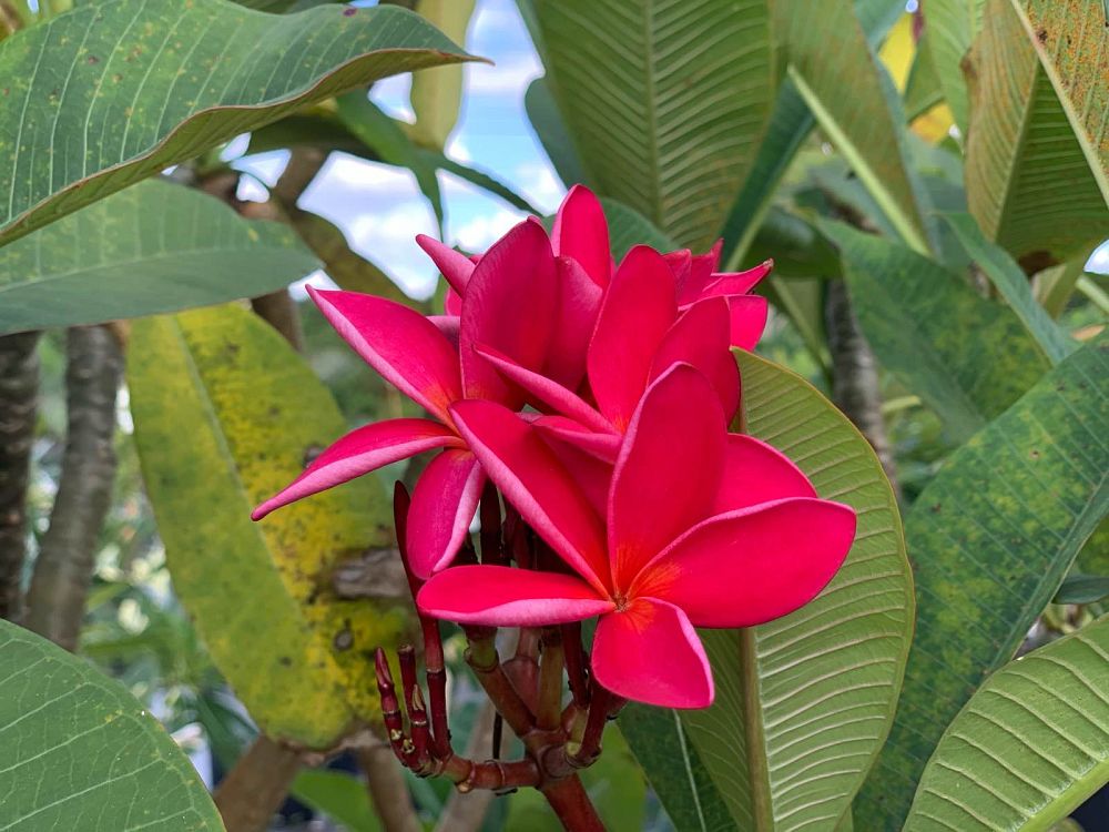 plumeria-hybrids-frangipani-hybrids