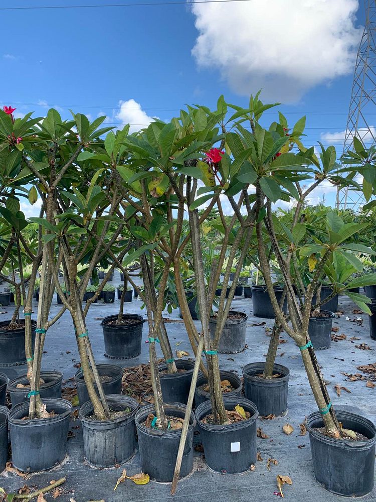 plumeria-hybrids-frangipani-hybrids