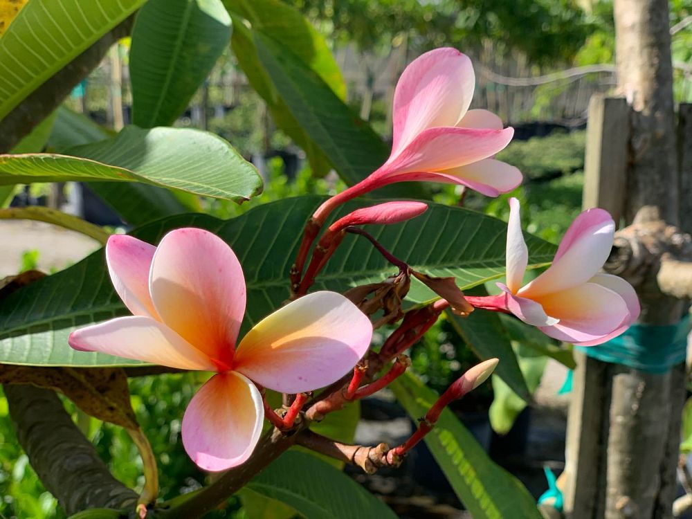 plumeria-hybrids-frangipani-hybrids