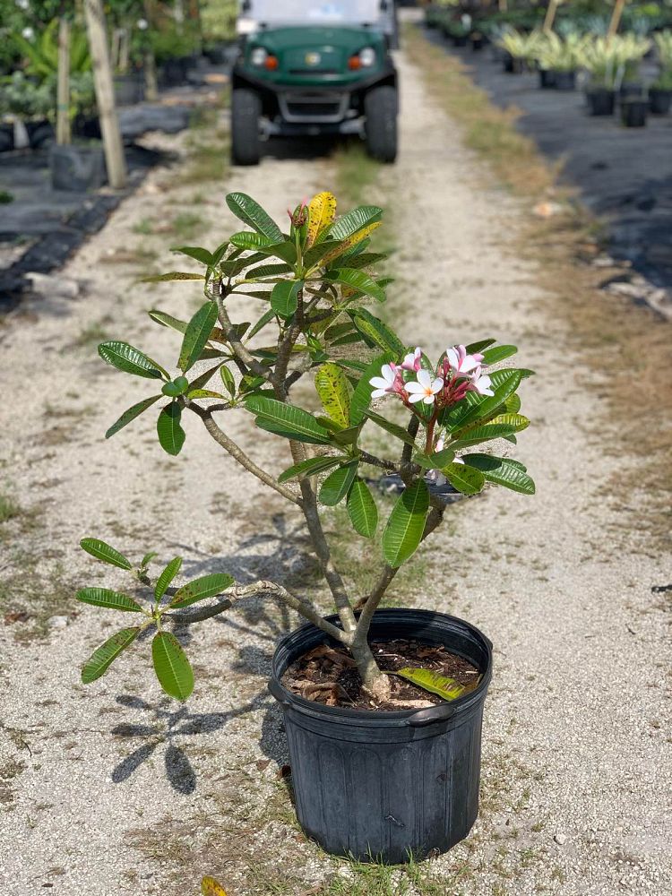 plumeria-obtusa-dwarf-singapore-pink-frangipani-dwarf-singapore-pink