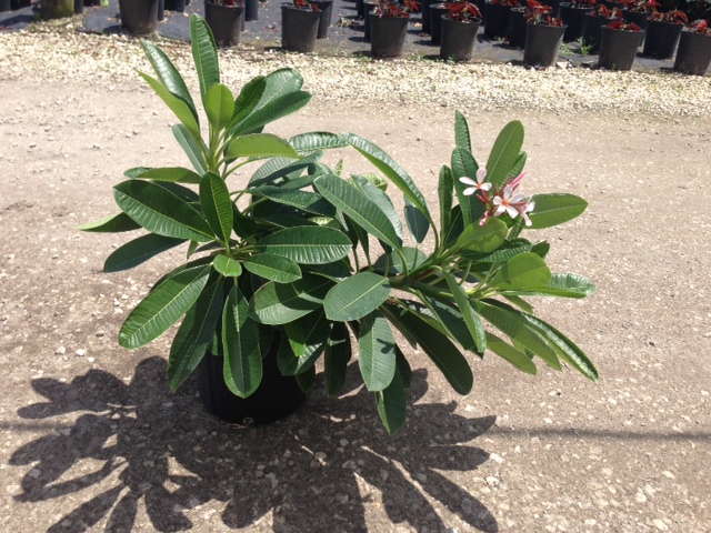 plumeria-obtusa-dwarf-singapore-pink-frangipani-dwarf-singapore-pink