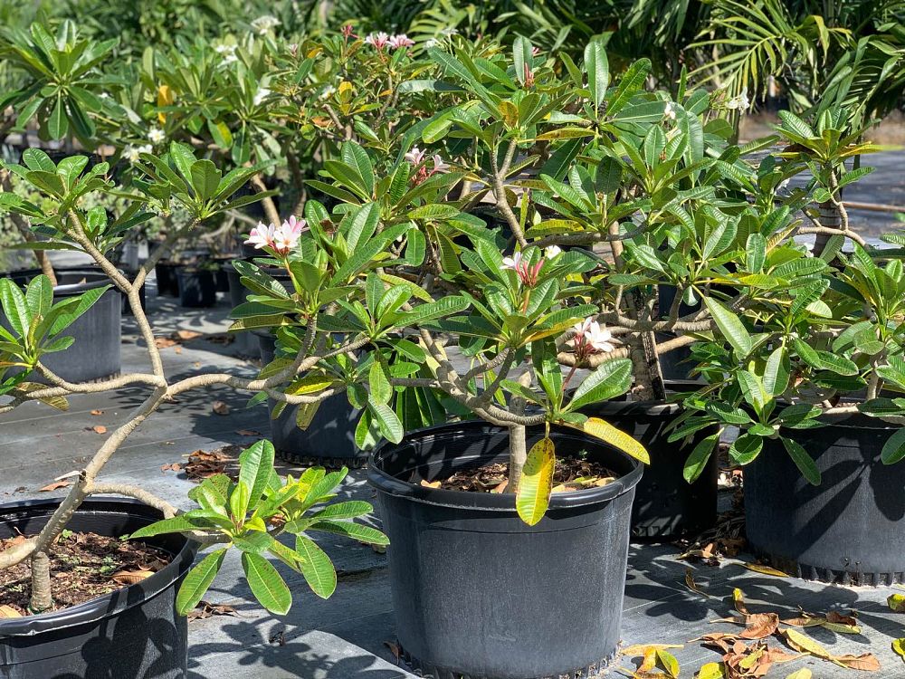 plumeria-obtusa-dwarf-singapore-pink-frangipani-dwarf-singapore-pink