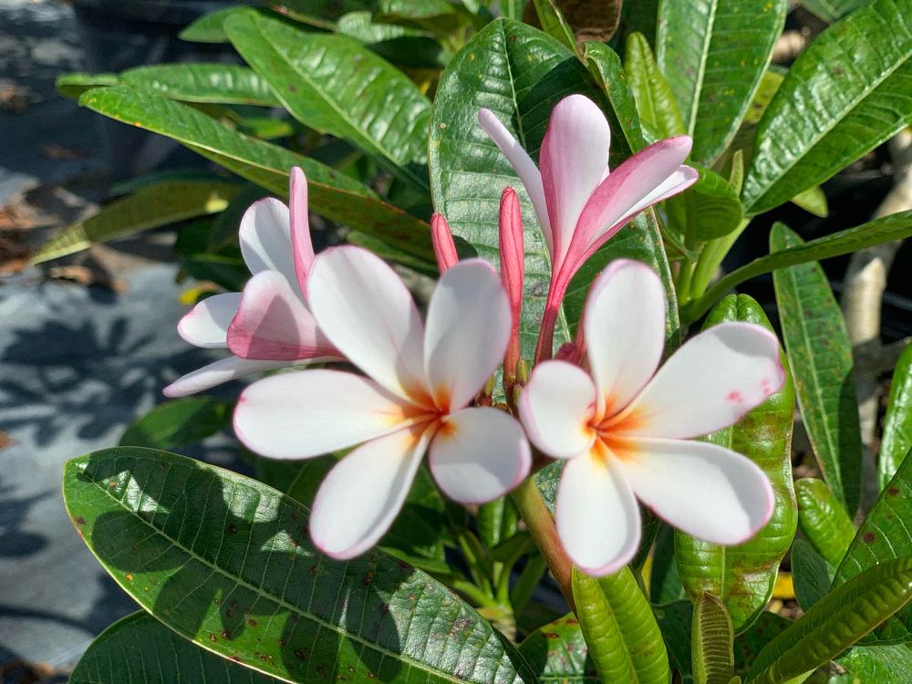 plumeria-obtusa-dwarf-singapore-pink-frangipani-dwarf-singapore-pink