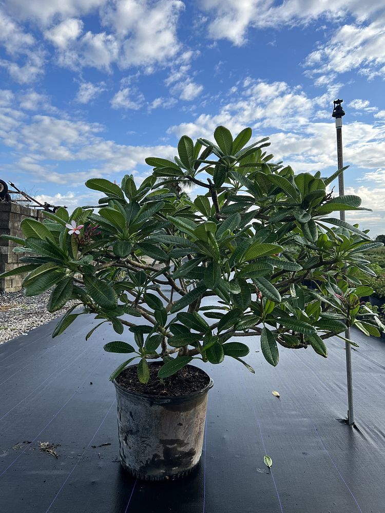 plumeria-obtusa-dwarf-singapore-pink-frangipani-dwarf-singapore-pink