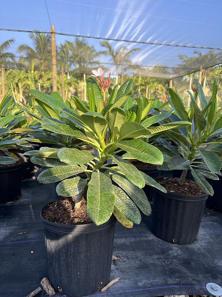 plumeria-obtusa-dwarf-singapore-pink-frangipani-dwarf-singapore-pink
