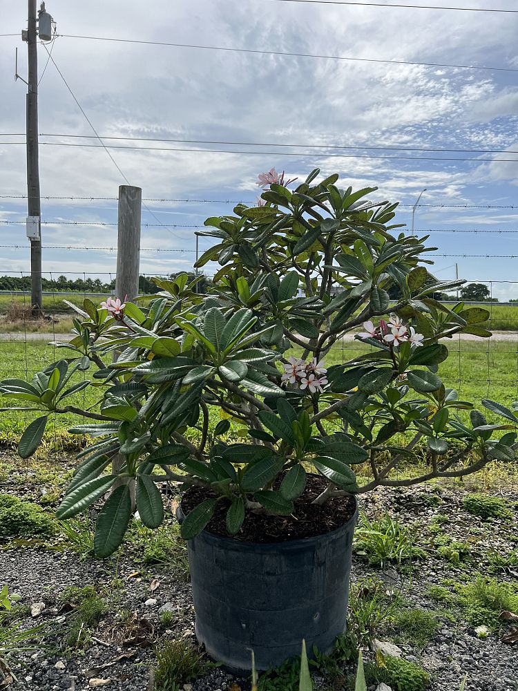 plumeria-obtusa-dwarf-singapore-pink-frangipani-dwarf-singapore-pink
