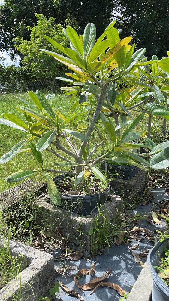 plumeria-obtusa-dwarf-singapore-white-frangipani-dwarf-singapore-white