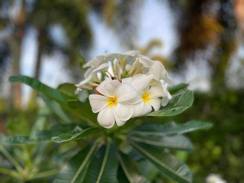 plumeria-obtusa-dwarf-singapore-white-frangipani-dwarf-singapore-white
