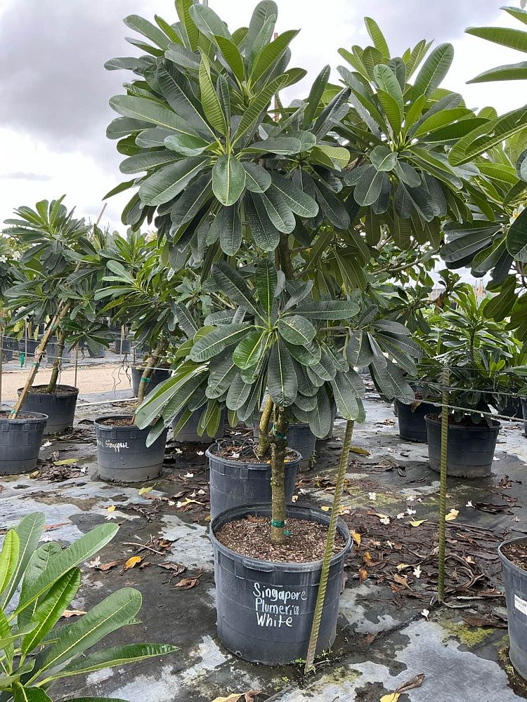 plumeria-obtusa-dwarf-singapore-white-frangipani-dwarf-singapore-white