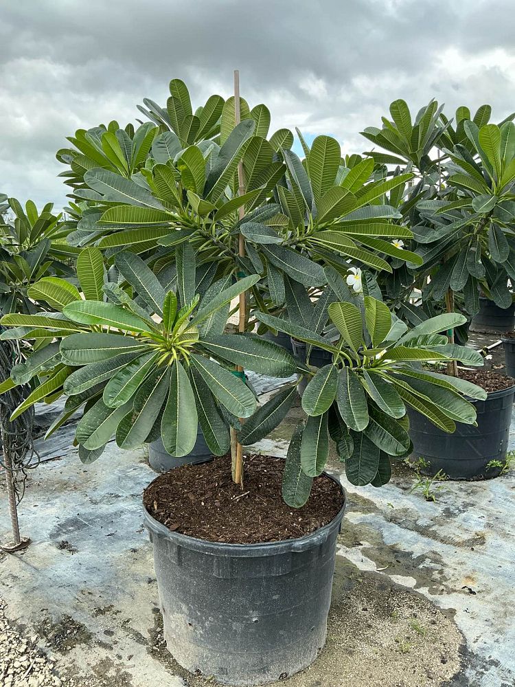 plumeria-obtusa-dwarf-singapore-white-frangipani-dwarf-singapore-white