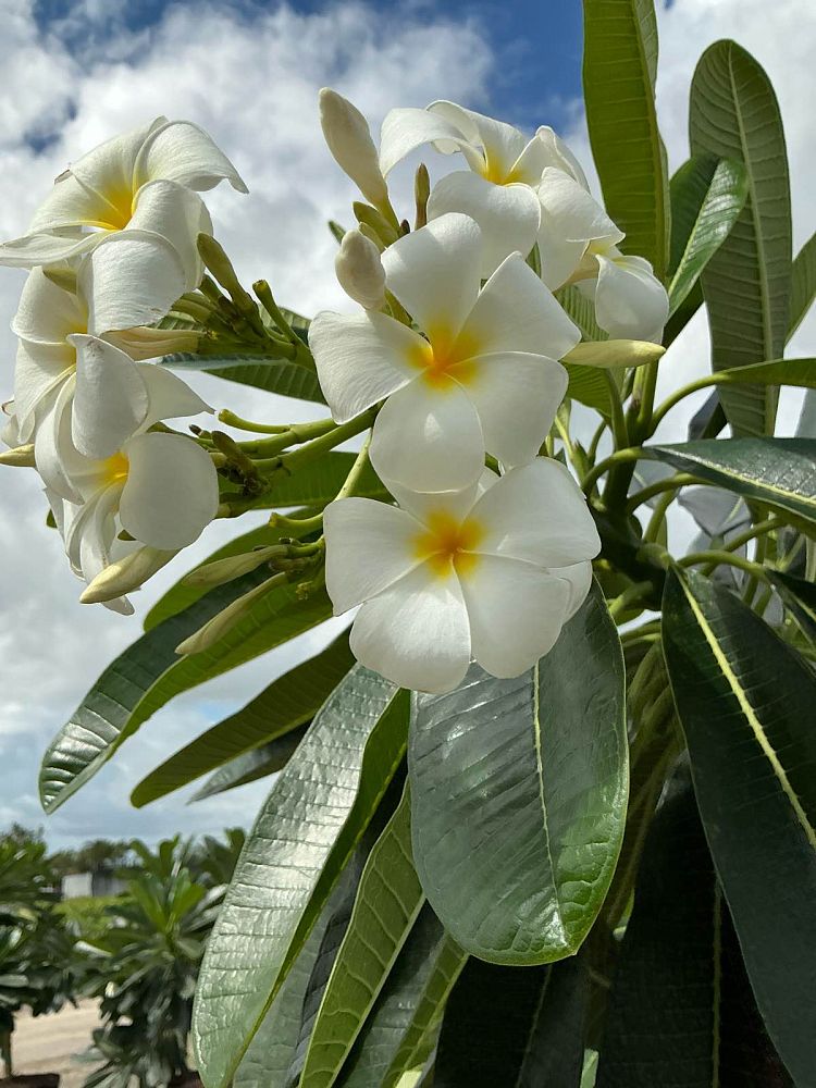plumeria-obtusa-dwarf-singapore-white-frangipani-dwarf-singapore-white