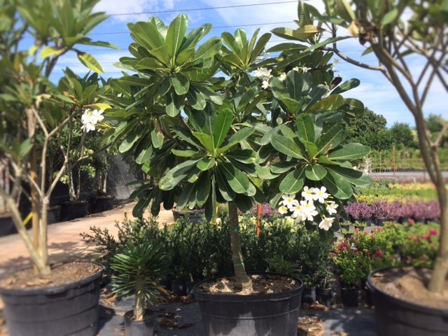 plumeria-obtusa-frangipani