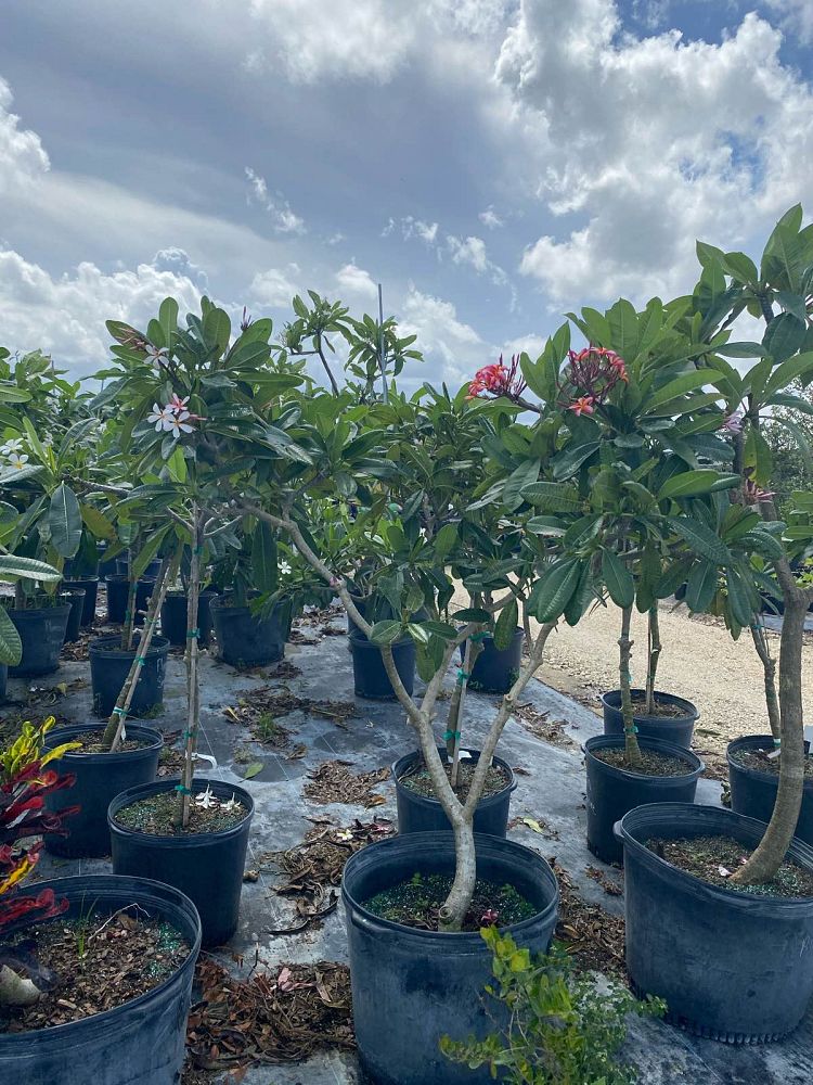 plumeria-obtusa-frangipani