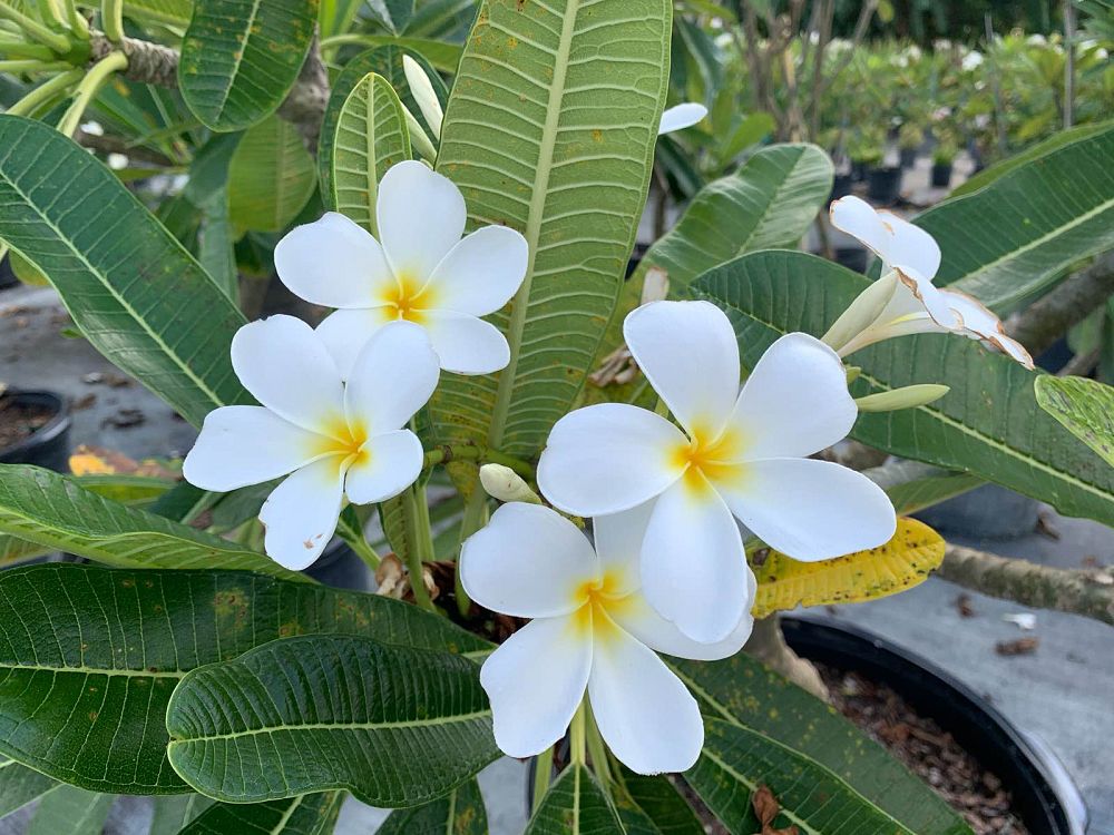 plumeria-obtusa-frangipani