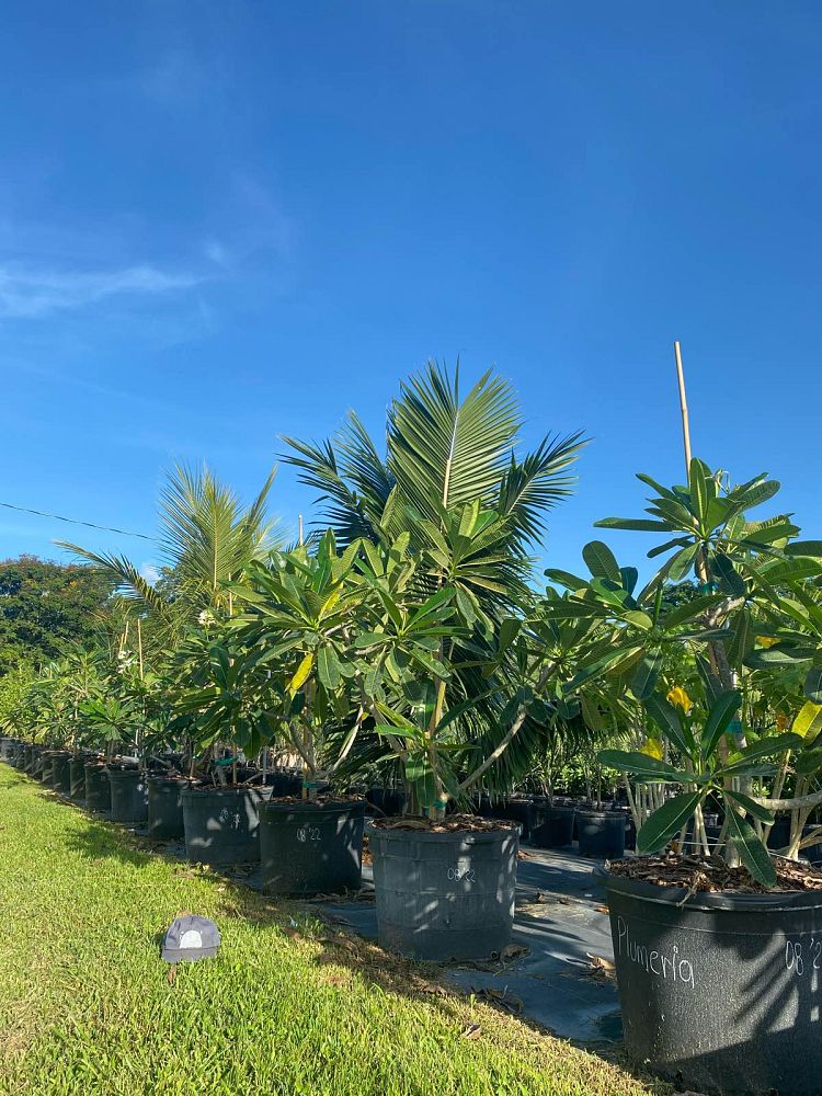plumeria-obtusa-frangipani