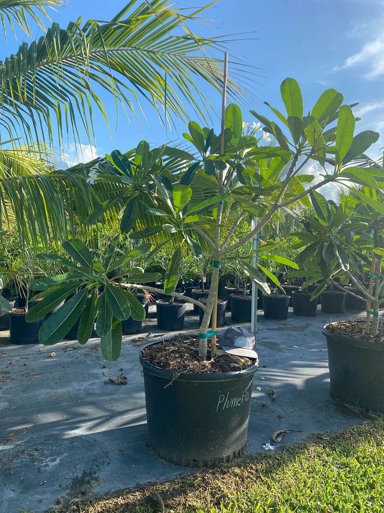 plumeria-obtusa-frangipani
